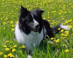 Molly Mae in a field of flowers