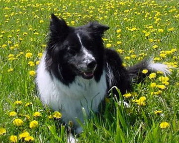 Molly Mae in a field of flowers