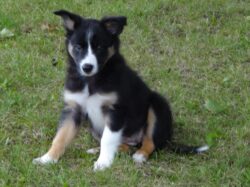 Abra thet Border Collie