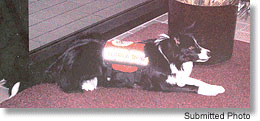 Photo of Zip the Border Collie